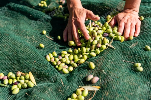 Preview: Woman hands are picking fallen olives from nets under olive trees