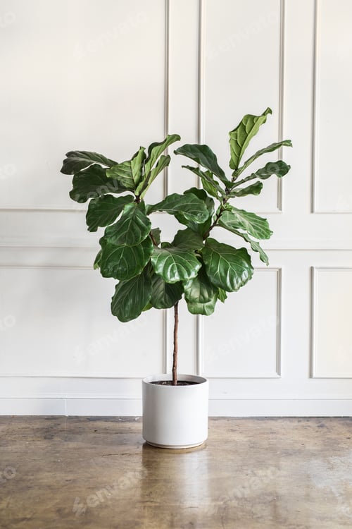 Preview: Fiddle leaf fig tree