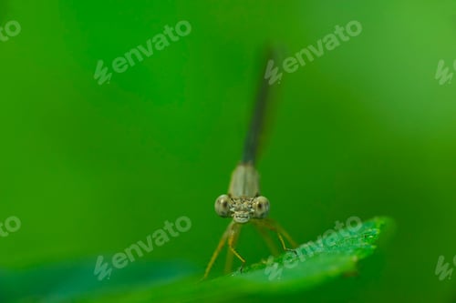 Preview: Damselfly