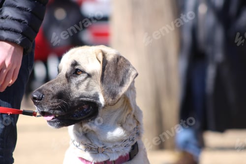 Preview: Dog