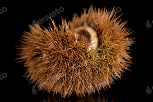 Preview: Chestnuts on a black reflective background
