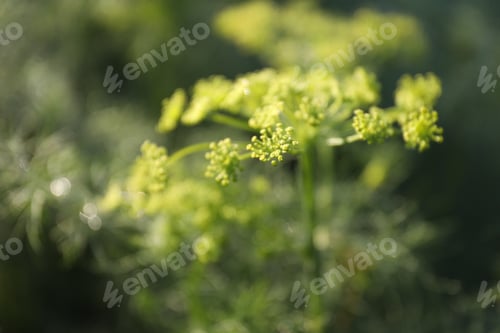 Preview: Fresh green dill flowers growing outdoors, closeup. Space for text