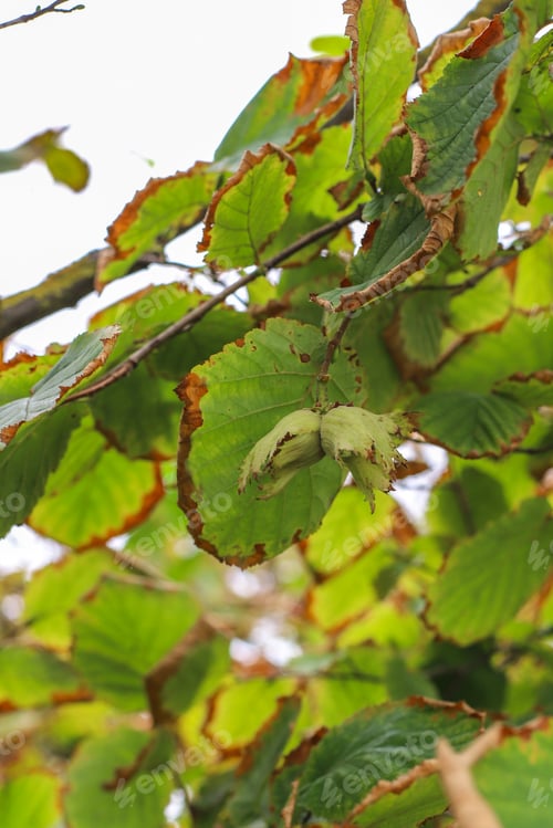 Preview: Autumn fruits hanging on a tree branch in the garden.