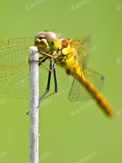Preview: Sympetrum Dragonfly Resting