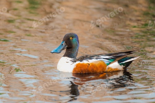 Preview: Shoveler (Spatula clypeata) swimming in a shallow puddle of water