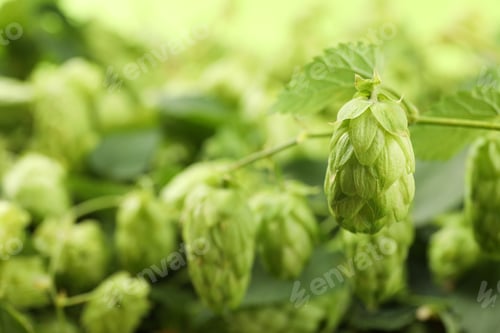 Preview: Branch of hop against blurred greenery background