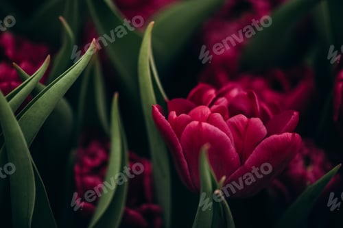 Preview: Bright spring flowers tulips. Women's Day. Mothers Day. Celebration.