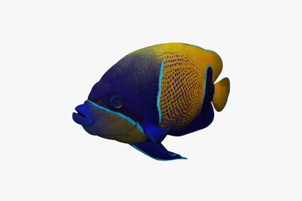Preview: Close-up of angelfish with yellow fins and black spots