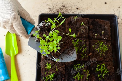 Preview: Woman's hands planting sprouts in pot with dirt or soil in container