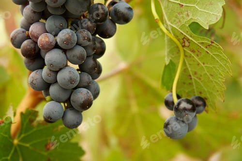 Preview: Grapes & Vines