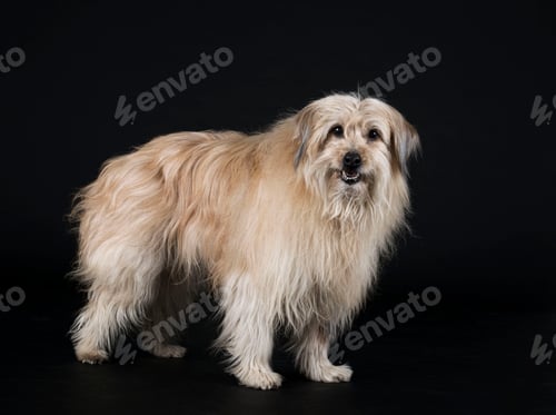 Preview: Pyrenean Sheepdog in studio