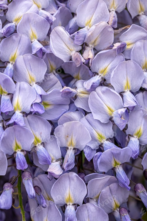 Preview: Wisteria tree blooming close up, natural background.