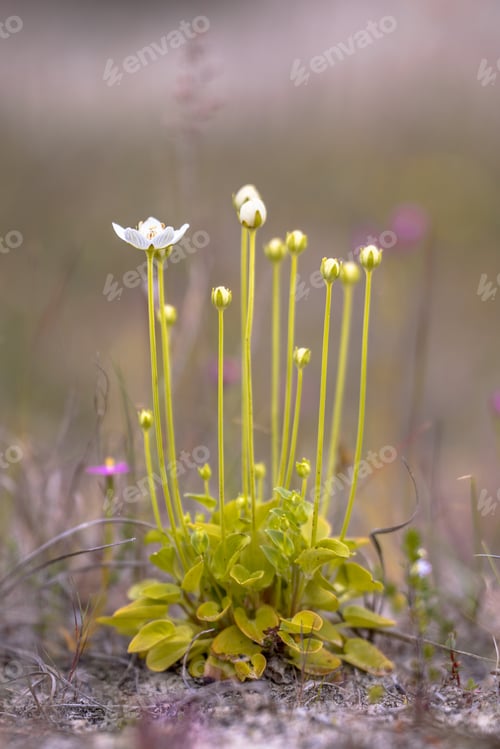 Preview: Marsh grass of Parnassus flowers