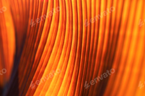Preview: Banana palm tree leaf closeup. Natural texture background. Red vibrant color. Soft focus.