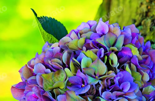 Preview: a flower that has purple and green petals on it is standing in the grass