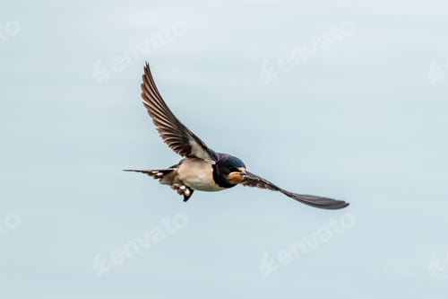 Preview: Low angle shot of a barn swallow bird flying in a clear sky
