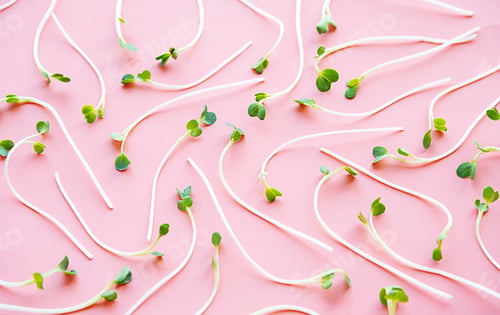 Preview: Radish micro greens pattern.