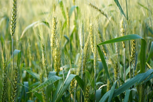 Preview: Wheat field, Ears of green wheat close up.