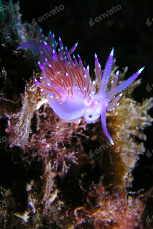 Preview: Flabellina affinis, Cabo Cope-Puntas del Calnegre Natural Park
