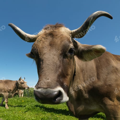 Preview: Cows in field