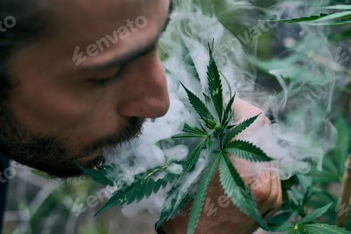 Preview: Caucasian young man smoking near a beautiful cannabis plant