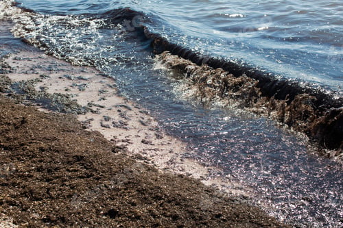 Preview: Dirty sea wave nailed to shore old dirty algae. Dirty seaweed line of sea surf on beach.