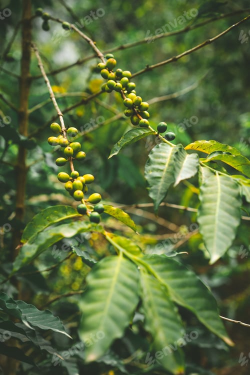Preview: Cultivated local coffe plantage. Branch with green coffee beans and foliage. Santo Antao Island