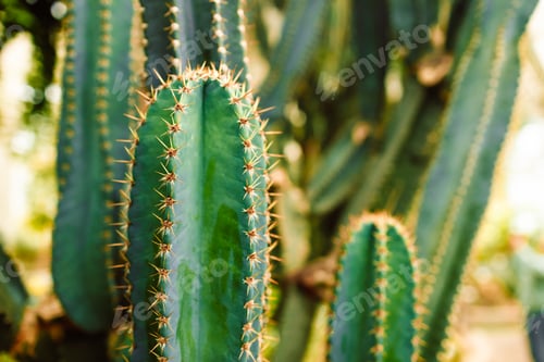 Preview: Long tall thorny cactus growing in the dry desert at a botanical garden.