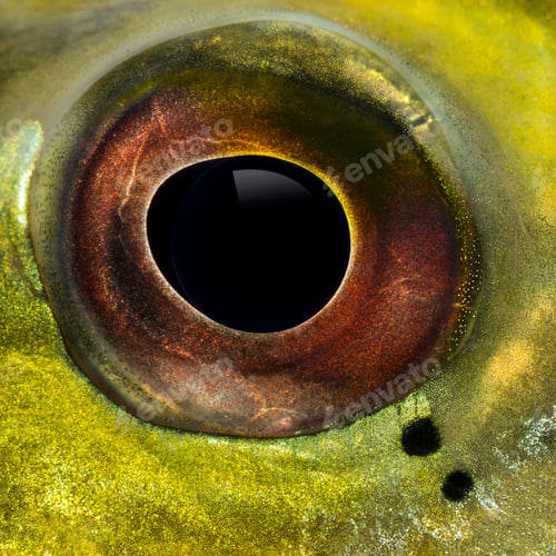 Preview: Close-up of a fresh water aquarium fish's eye