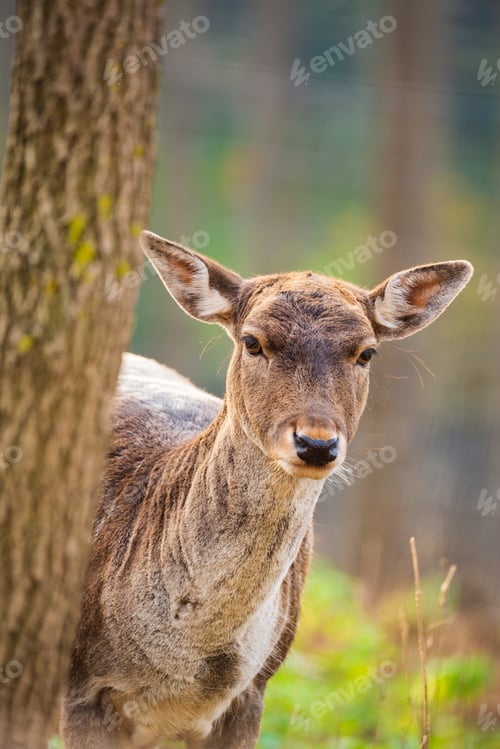 Preview: Female fallow deer portrait photo