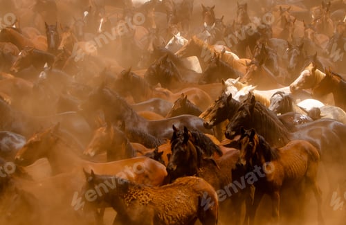 Preview: Horses running in the dust