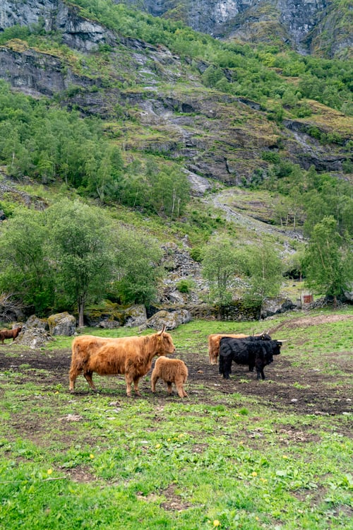 Preview: Highland cattle in their natural Norwegian habitat.
