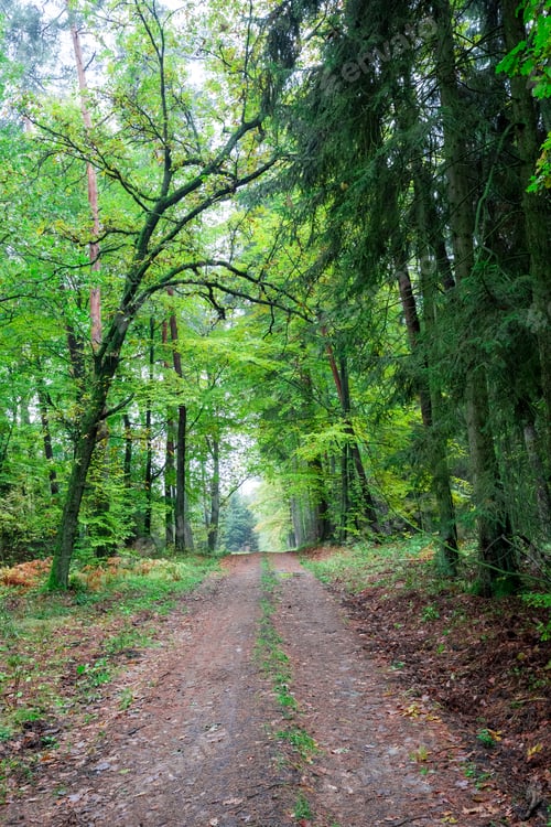 Preview: Footpath full of leaves in the autumn forest, Poland