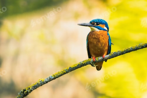 Preview: Kingfisher bird with vibrant blue feathers perched on a tree branch