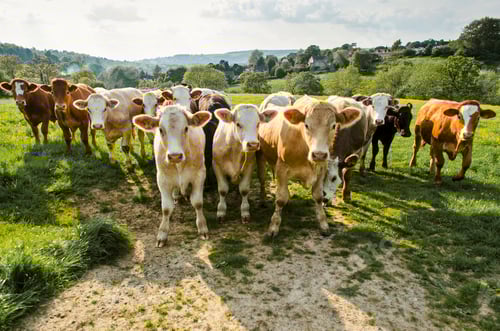 Preview: Portrait of herd of cows in rural green field