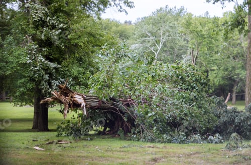 Preview: Tree after hurricane a strong storm went through fallen tree