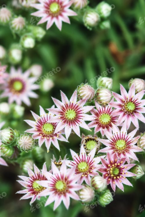 Preview: Sempervivum vicentei succulent pink flowers, rock garden plant closeup