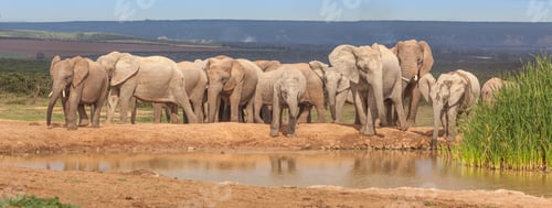 Preview: Elephant Herd in Addo Elephant National Park