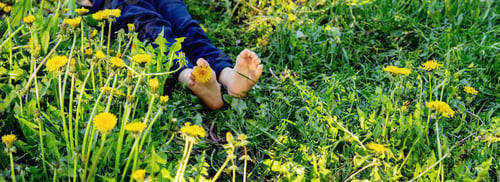 Preview: children's feet on the background of dandelions. nature.