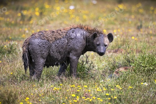 Preview: Hyena with damaged skin in Savanna in Tanzania