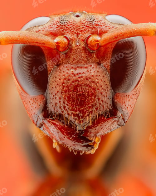 Preview: red wasp