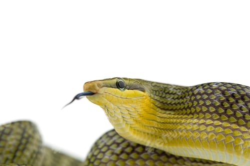 Preview: The red-tailed green ratsnake isolated on white background