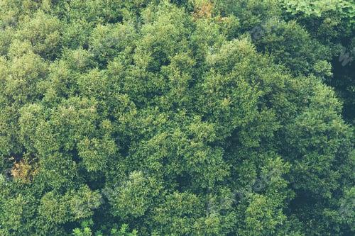 Preview: forest in Japan with morning sunlight, tropical forest