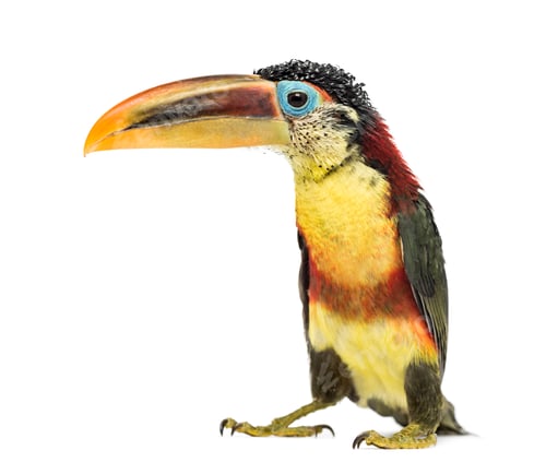 Preview: Curl-crested aracari, isolated on white