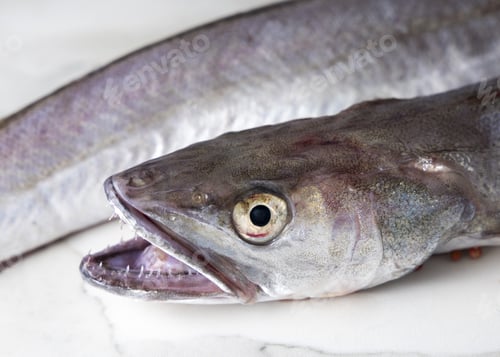 Preview: Fresh European hake fish on marble table, focus on eye and teeth. Raw uncooked Merluccius close-up