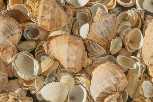 Preview: Sea shells on the beach. Summer background. Rapan shell. Beige light color. Aesthetic minimalism