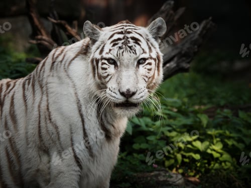 Preview: White tiger portrait outdoors