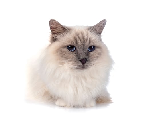 Preview: birman cat in studio