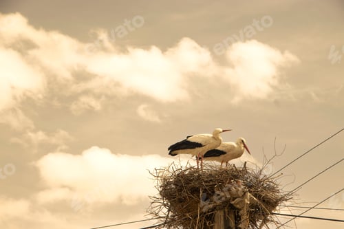 Preview: Closeup of two storks perched on a nest beneath a telephone line, cloudy sky in the backdrop
