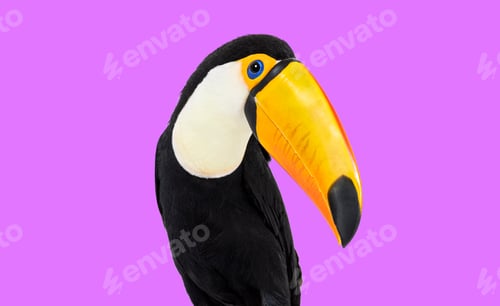 Preview: Head shot of a Toucan toco on pink background